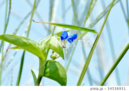 三鷹の花 植物 三鷹中原に咲くツユクサ 34536931