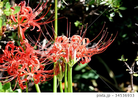 三鷹の花 植物 三鷹中原に咲く赤いヒガンバナ 34536933