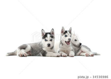 Siberian husky puppy at studio 34536986