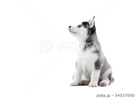 Siberian husky puppy at studio Siberian husky puppy at studio 34537000