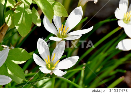 三鷹の花 植物 三鷹中原に咲く白いタマスダレ 34537478