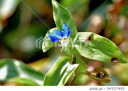 三鷹の花 植物 三鷹中原に咲くツユクサ 三鷹の花 植物 三鷹中原に咲くツユクサ 34537485