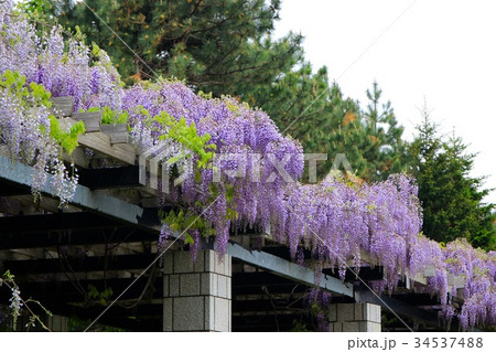 咲き乱れる藤の花・前田森林公園の春 34537488