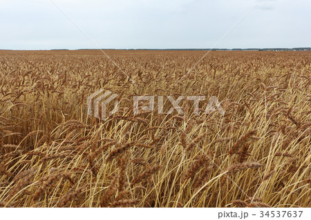 Golden wheat field against the sky in autumn Golden wheat field against the sky in autumn 34537637
