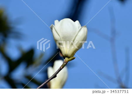 三鷹の花 植物 三鷹中原に咲くハクモクレン 34537751