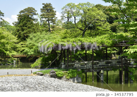 仙洞御所　南池　八ッ橋と藤棚 34537795