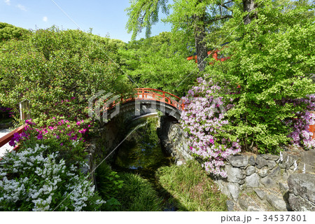 下鴨神社　輪橋　ツツジ 34537801