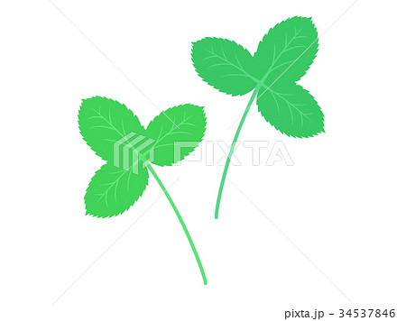 ミツバ ミツバ 34537846