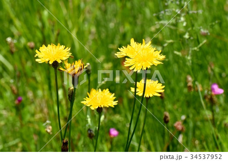 三鷹の花 植物 三鷹中原に咲くセイヨウタンポポ 三鷹の花 植物 三鷹中原に咲くセイヨウタンポポ 34537952