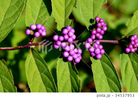 三鷹の花 植物 三鷹中原に咲くコムラサキ ムラサキシキブ の写真素材