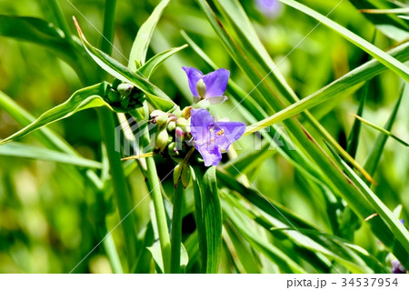 三鷹の花 植物 三鷹中原に咲くムラサキツユクサ 三鷹の花 植物 三鷹中原に咲くムラサキツユクサ 34537954