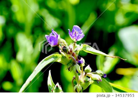 三鷹の花 植物 三鷹中原に咲くムラサキツユクサ 34537955