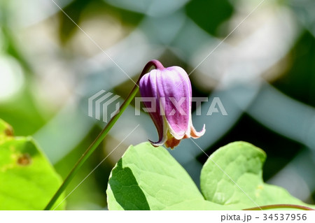 三鷹の花 植物 三鷹中原に咲くハンショウヅル 34537956