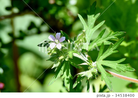 三鷹の花 植物 三鷹中原に咲くアメリカフウロ 三鷹の花 植物 三鷹中原に咲くアメリカフウロ 34538400