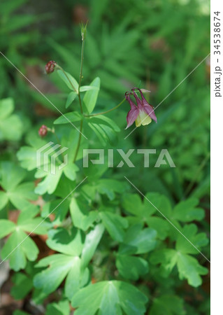 山苧環　ヤマオダマキ　花言葉は「協調性」 34538674