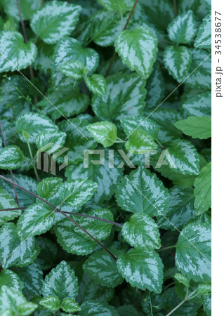 黄花踊子草 キバナオドリコソウ　花言葉は「陽気な娘」 34538677