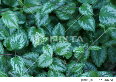 黄花踊子草 キバナオドリコソウ　花言葉は「陽気な娘」 34538678