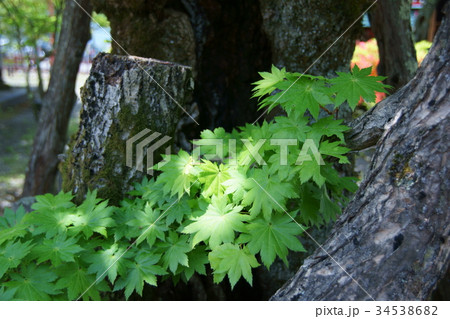 大板屋名月 オオイタヤメイゲツ 花言葉は「優美」 大板屋名月 オオイタヤメイゲツ 花言葉は「優美」 34538682