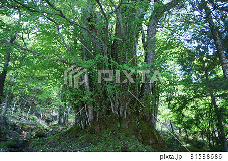 桂の古木 花言葉は 不変 の写真素材