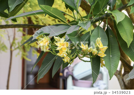 plumeria flower desert rose yellow on the tree 34539023
