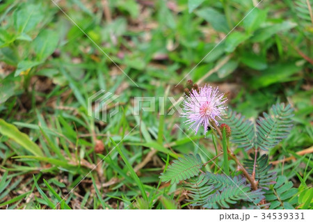 Sensitive plant  or mimosa pudica plant  34539331