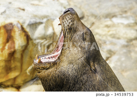 トドのあくびの写真素材