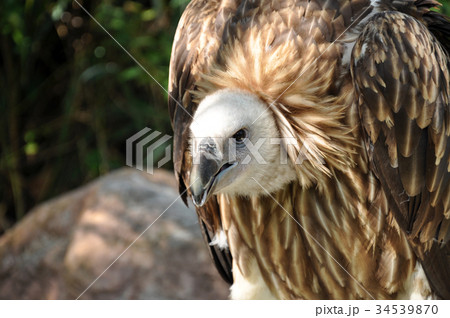 Griffon Vulture Griffon Vulture 34539870