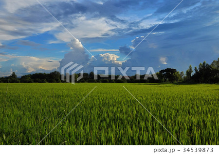 field field 34539873
