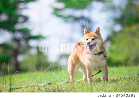 緑背景に柴犬 飼い犬 日本犬 一般的な犬 緑背景に柴犬 飼い犬 日本犬 一般的な犬 34540295
