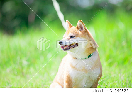 緑背景に柴犬　飼い犬　日本犬　一般的な犬 34540325