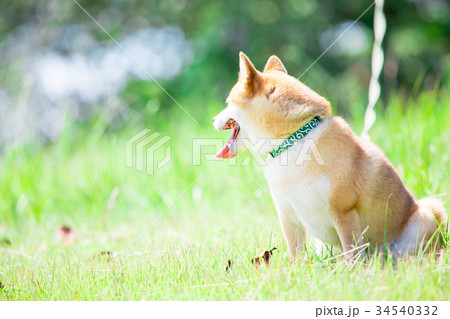 緑背景に柴犬　飼い犬　日本犬　一般的な犬 34540332