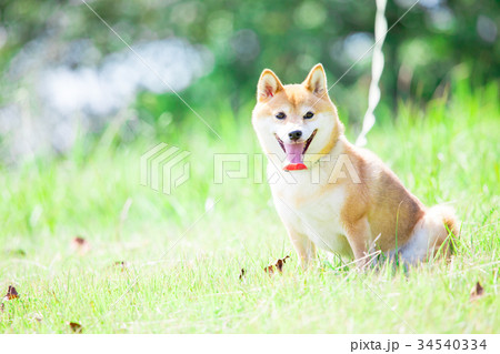 緑背景に柴犬　飼い犬　日本犬　一般的な犬 34540334