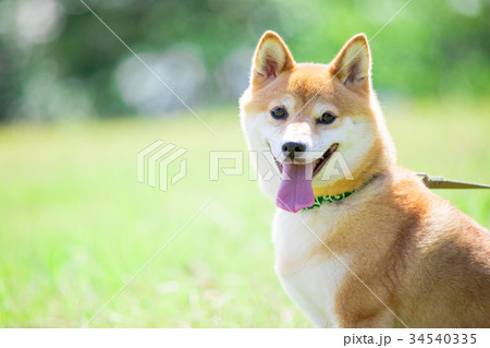 緑背景に柴犬　飼い犬　日本犬　一般的な犬 34540335