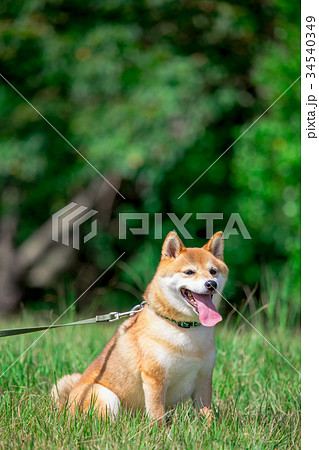 緑背景に柴犬　飼い犬　日本犬　一般的な犬 34540349