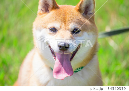 緑背景に柴犬 飼い犬 日本犬 一般的な犬の写真素材