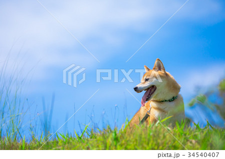 緑背景に柴犬 飼い犬 日本犬 空と犬 緑背景に柴犬 飼い犬 日本犬 空と犬 34540407