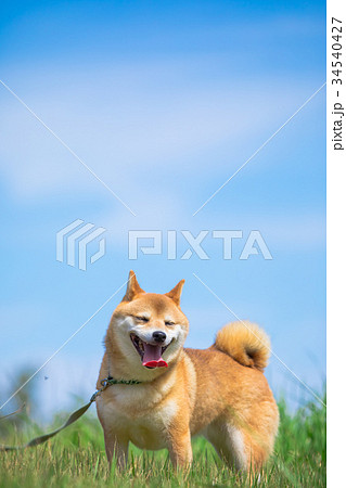緑背景に柴犬 飼い犬 日本犬 空と犬の写真素材