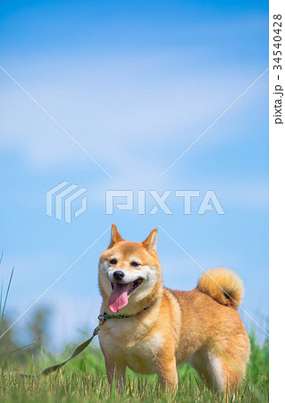 緑背景に柴犬 飼い犬 日本犬 空と犬の写真素材