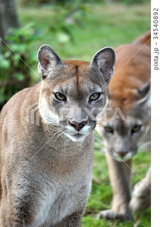 The cougar 34540892