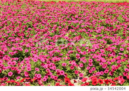 満開の赤い花 満開の赤い花 34542004