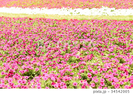 満開の花 満開の花 34542005