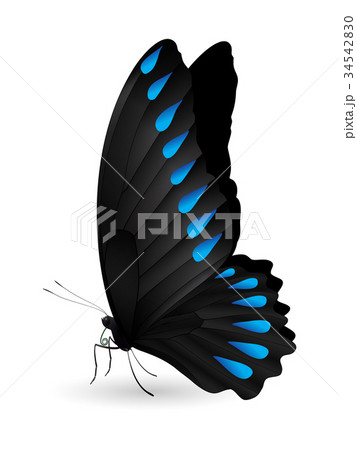 Beautiful butterfly isolated on a white background 34542830