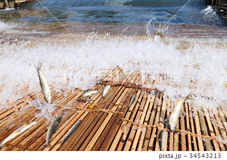 茂木町　大瀬観光やな　那珂川の天然あゆ 34543213