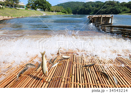 茂木町 大瀬観光やな 那珂川の天然あゆの写真素材