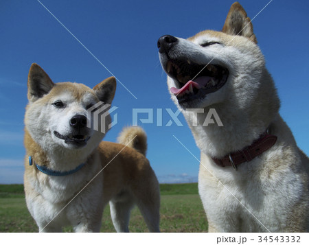 青空の下の柴犬夫婦 34543332
