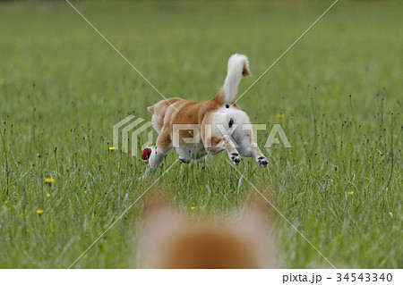 Shiba Inu Playing In The Field Stock Photo