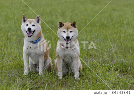 野原の柴犬夫婦 34543341