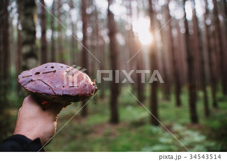 Close up on big bay bolete ( Imleria badia ) 34543514
