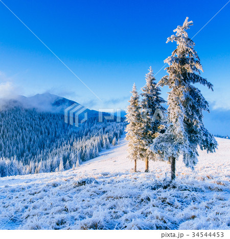 magical winter snow covered tree  34544453