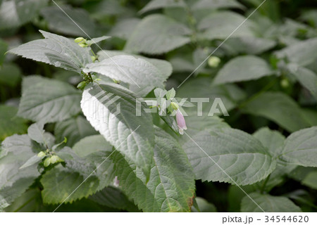 ジャコウソウ 34544620